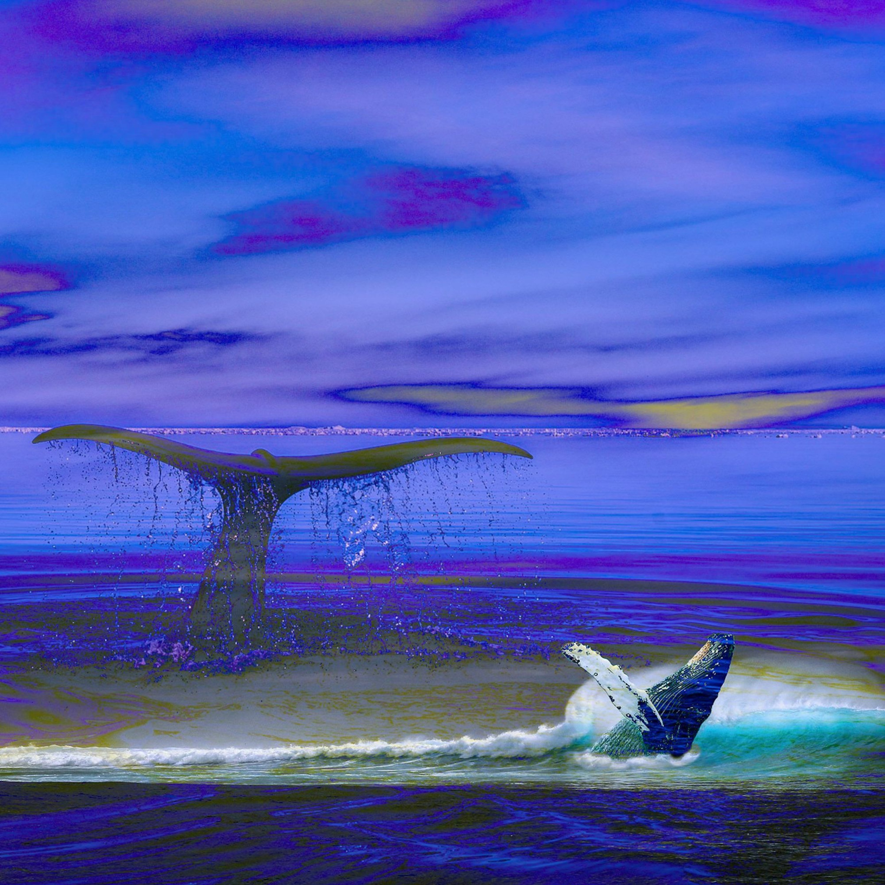 Voices From Space- A Whale Sings episode artwork