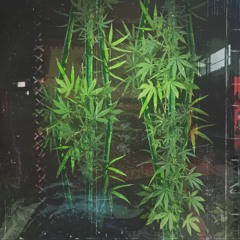 Shaly The Murder Smoke - Bambuk