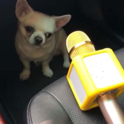 ПОСОСИ МОЙ ГРЕБЕНЬ