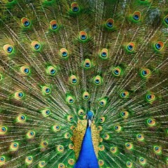 Your Answer's No Good