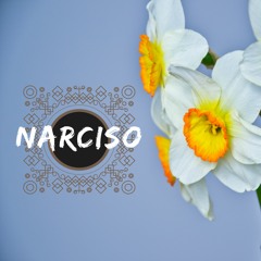 Narciso