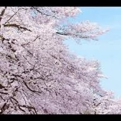 SAKURA - いきものがかり (Ikimonogakari)(カヴァー)