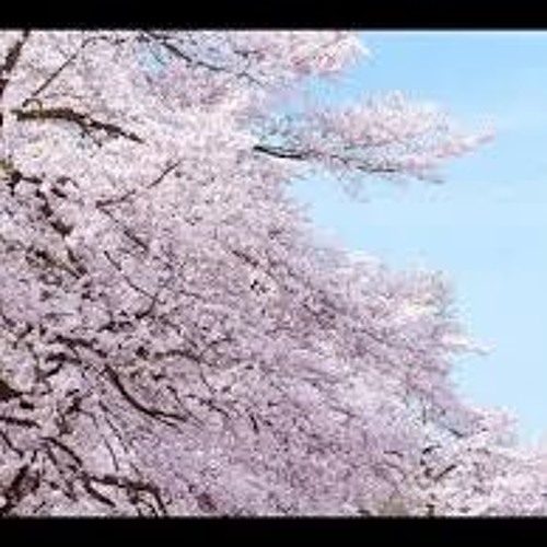 Stream Sakura いきものがかり Ikimonogakari カヴァー By Wingedhamster Listen Online For Free On Soundcloud Stream Sakura いきものがかり Ikimonogakari カヴァー By Wingedhamster Listen Online For Free On Soundcloud