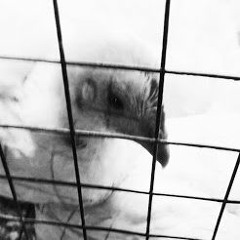 3332222333255552 Dial Pad