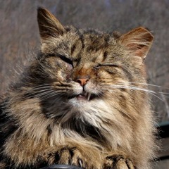 El Gato del Basurero