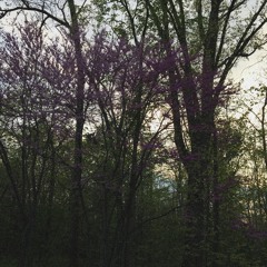 song for the purple tree in suburbia