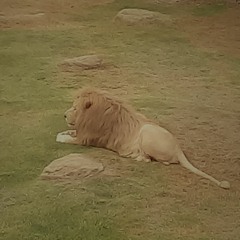 Scary Puppy.. Zoo Music