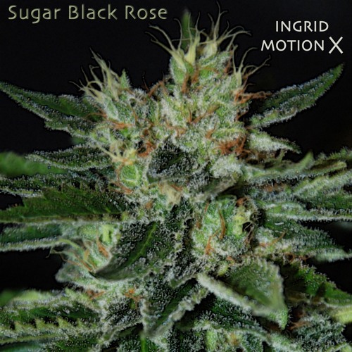 Motion X - Composición para oferenda n. 5 - Sugar Black Rose (feat INGRID)