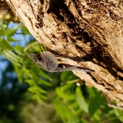 Hold me again! Ukelele