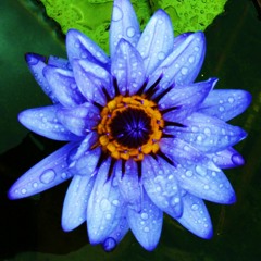 Life Force Neve