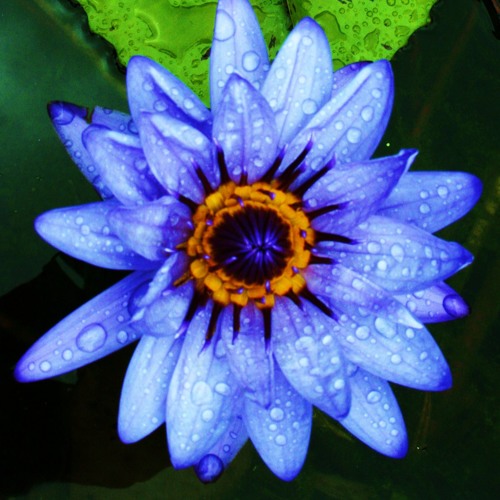 Life Force Neve