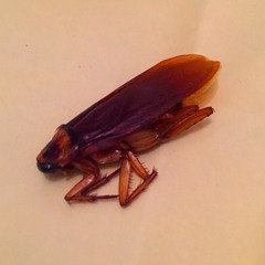 Pino Daniele - O Scarrafone  (Nenio Scaramagic Vision)