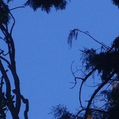 skies
