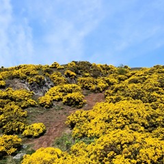 I'll Not Contain You