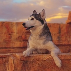 HUSKY (PROD BY FENN)