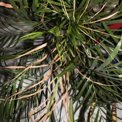 Yesni - Habitual Line Stepper