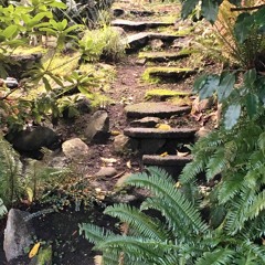 Ferns