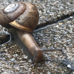 What's More feat. Josh Praizner & Derek Moore