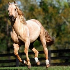 معلقة امرؤ القيس