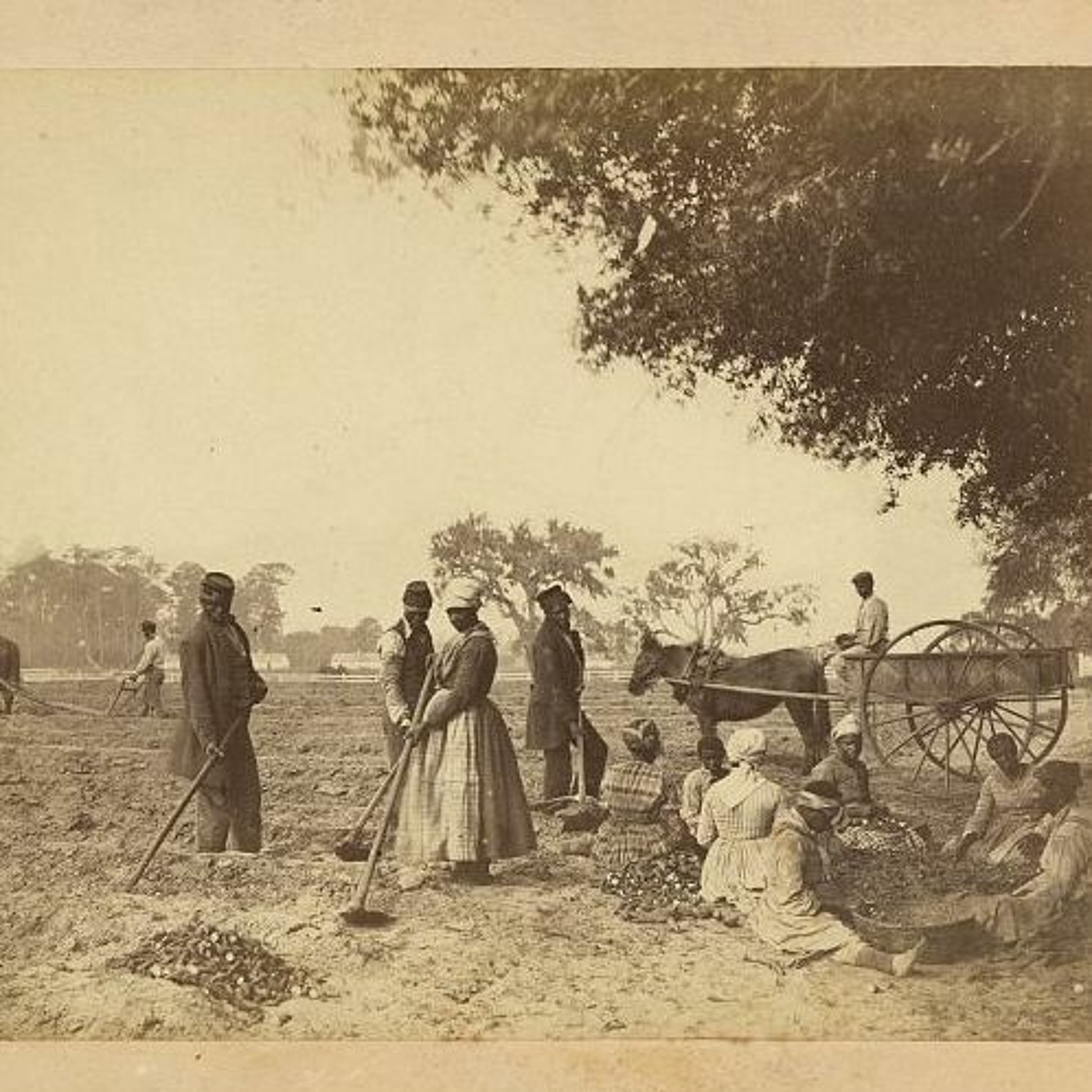 Writing Environmental Histories of Slavery | Tony Perry episode artwork