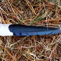 feather in the grass