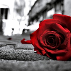 My Red Rose