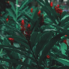 C H I Ề U    V Ắ N G