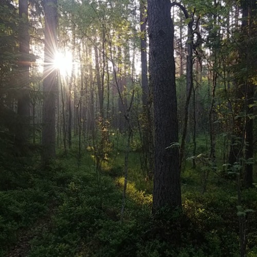 Early morning Soundscape from Alam​-​Pedja Nature Reserve, Estonia. May 22, 2019
