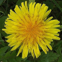 DANDELION (prod. marlonhil)