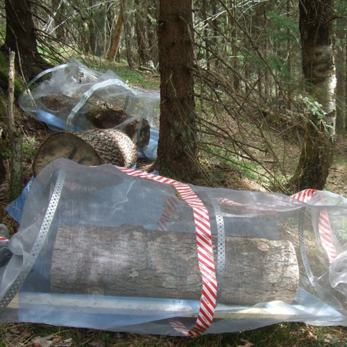 FE:  Ken Thompson talks to Rannveig Jacobsen about the influence of insects on decomposer fungi