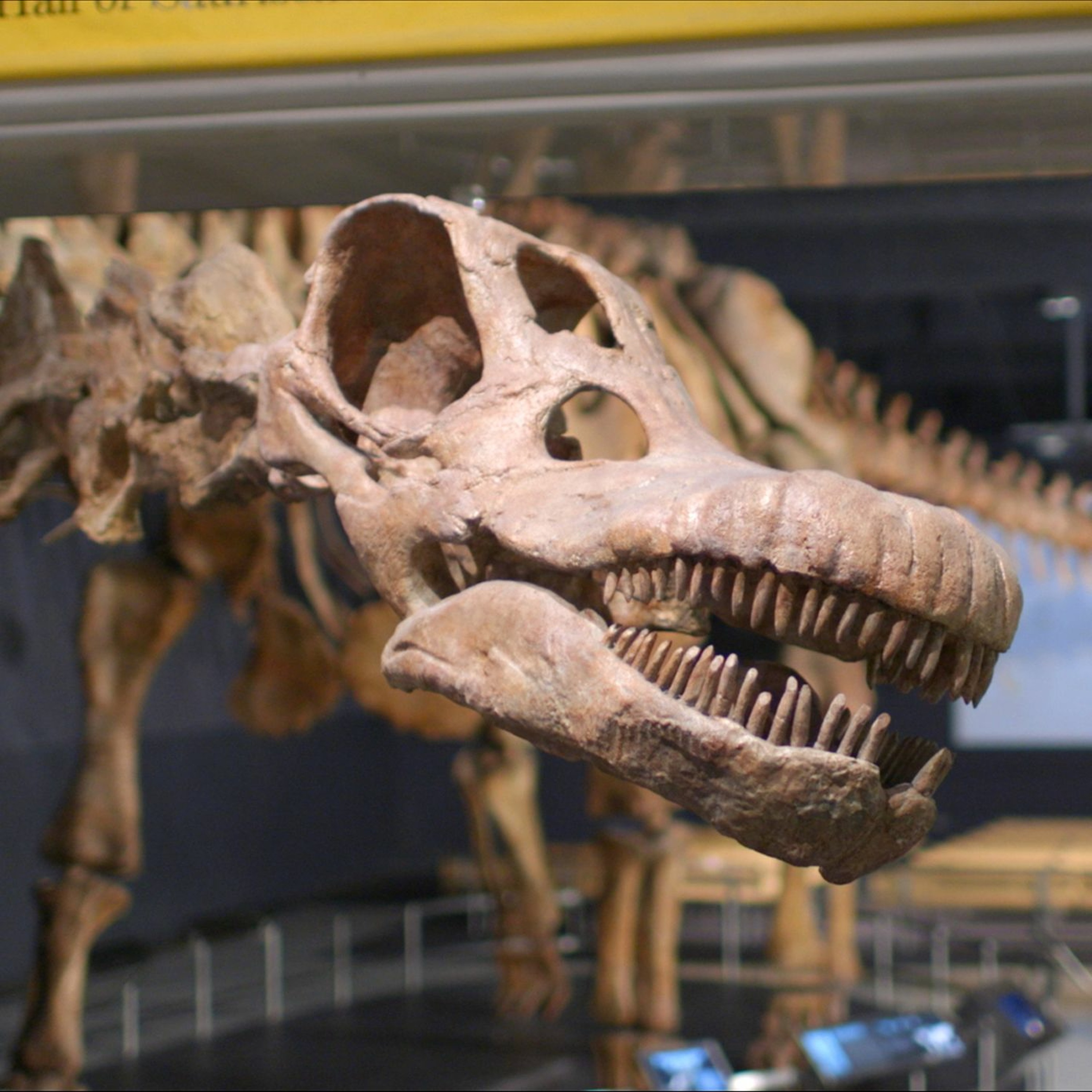 SciCafe: Why Dinosaurs Matter with Diego Pol