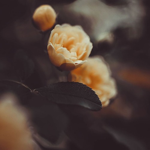 عبد الباسط عبد الصمد