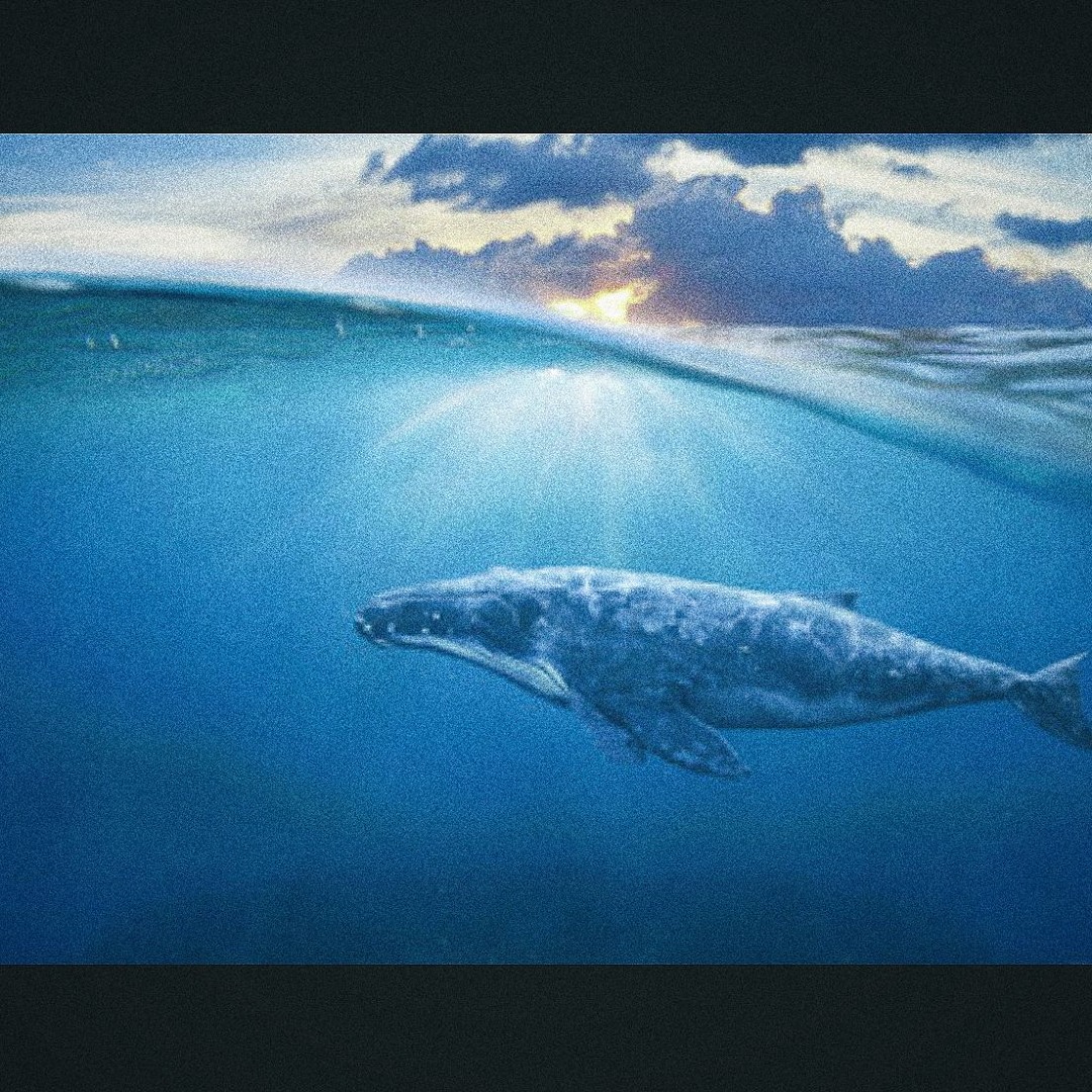 Incidentally but not Intentionally (harmful to marine animals)
