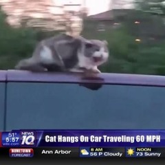 Cats be Sliding mane!(JQ&F Show - 068)