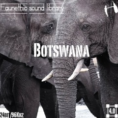 Botswana Faunethic Sound Library Preview