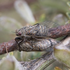 Cicada Oligoglena carayoni