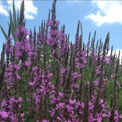 Wildflowers and Weeds Demo