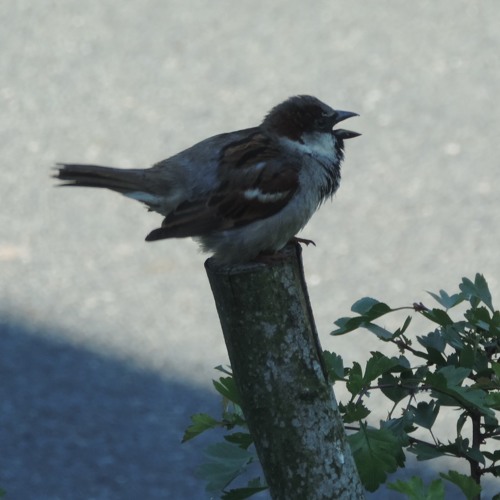 Sparrows in the morning sun - 2019/05/24 - Kloster Muhde