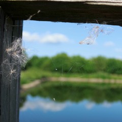 show 'em (feat. Lani$e) [prod. by pluto]