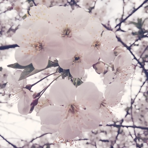 third difficulty - timeless flower
