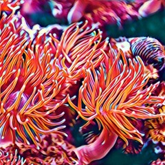 Bipedalis Naturalis - Anemone