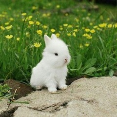 You Are My Sunshine by The Old Bay Boys ft. Ms. Chievous