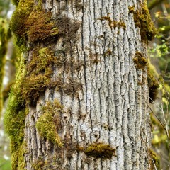 The Balsam of Heaven (Cottonwood)