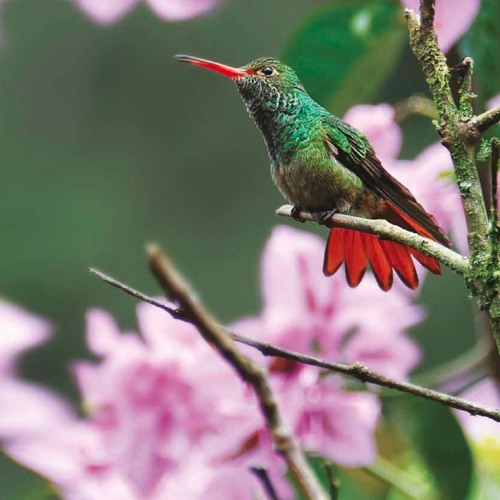 Jerry Comann - Hummingbird (original Mix)
