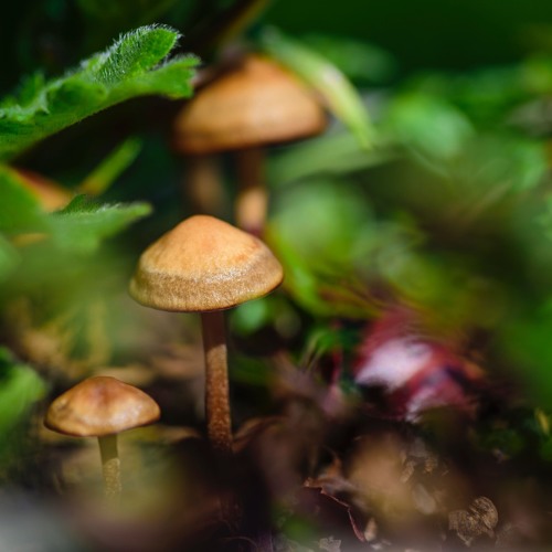 Stream The Inside Story of How Denver Decriminalized Magic Mushrooms by