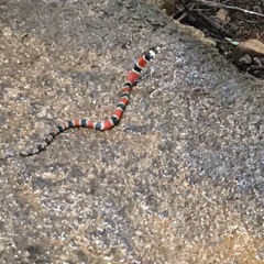 Captain Jack v. 2 dummy track