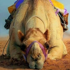 CAMEL MEDITATION - A meditation on what we are carrying