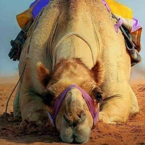 CAMEL MEDITATION - A meditation on what we are carrying