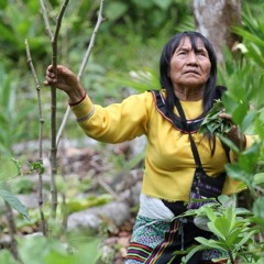 Shipibo Ayahuasca Healing (Mama Rosa And Soi Sani)