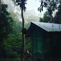 Jungle Recording - August 2018 Peru
